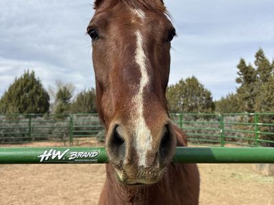 5 year old gelding