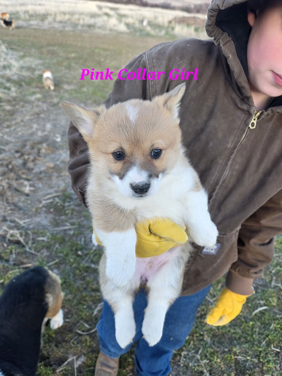 AKC Pembroke Welsh Corgis! Health Tested Triple Clear!