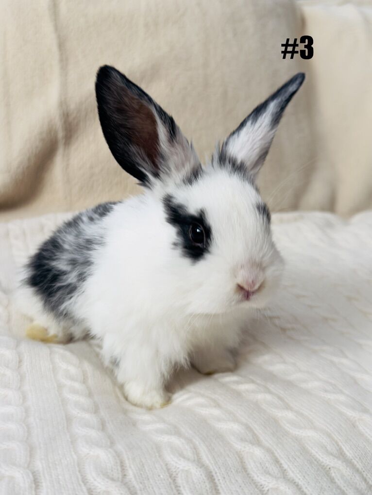 Holland Lop Rex Mix Baby Bunnies $35solo/$50pair