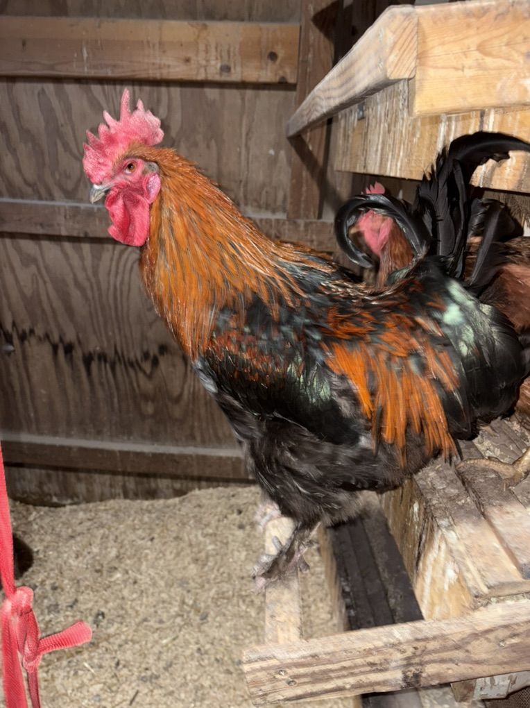 Dark Gene- Copper Maran Rooster