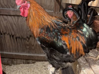 Dark Gene- Copper Maran Rooster