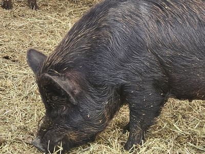 IPP/MANGALITSA BOAR