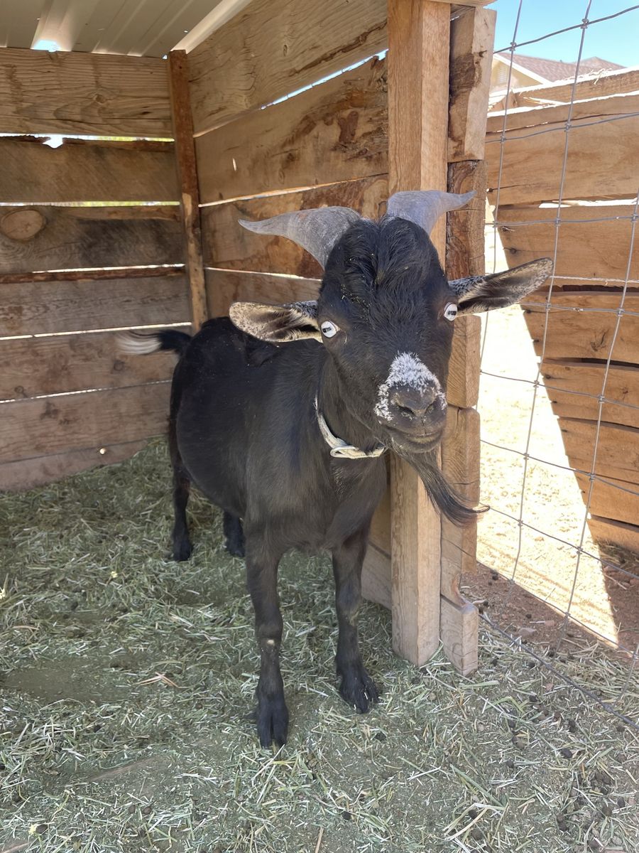 Blue eyed Dwarf Buck