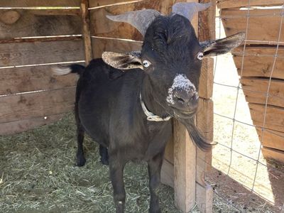 Blue eyed Dwarf Buck