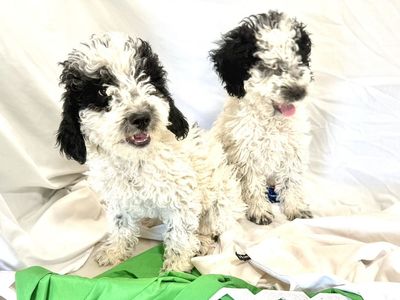 Akc Mini Poodle Pups . Puppies