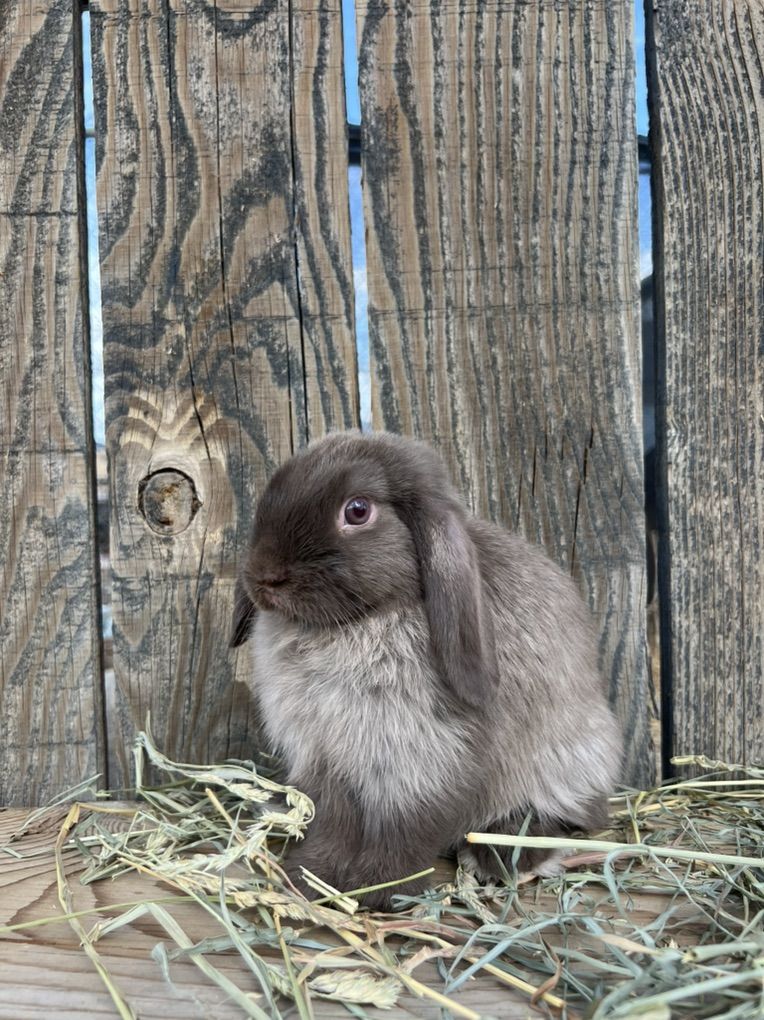 Chocolate Siamese Sable Holland Lop Doe