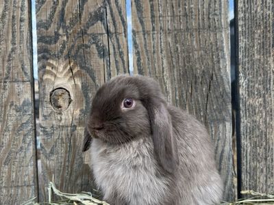 Chocolate Siamese Sable Holland Lop Doe