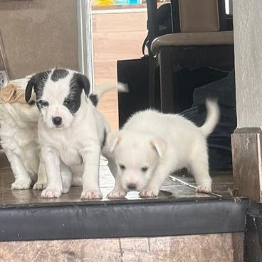 Maltese / Pitbull Mix Puppies