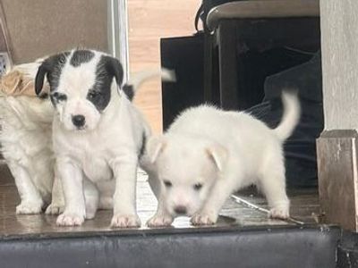 Maltese / Pitbull Mix Puppies