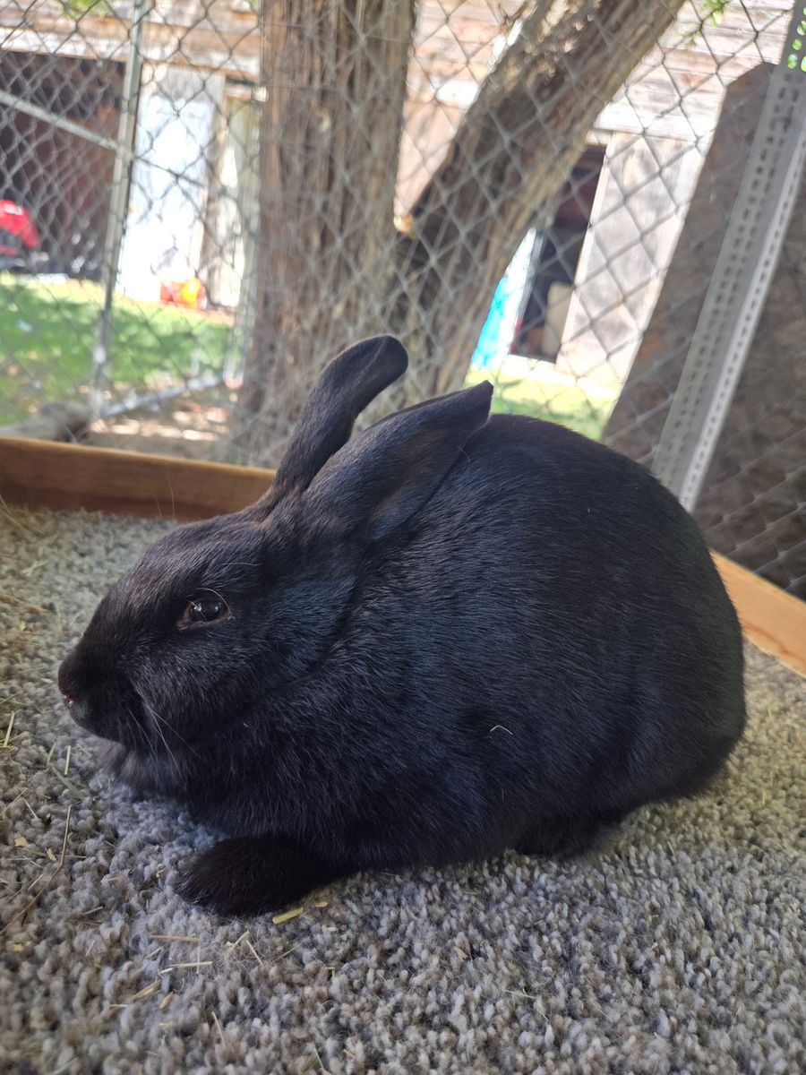 Rex x Rex/American Chinchilla Doe