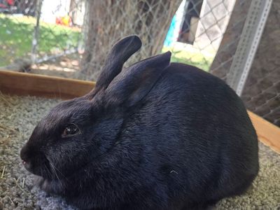 Rex x Rex/American Chinchilla Doe