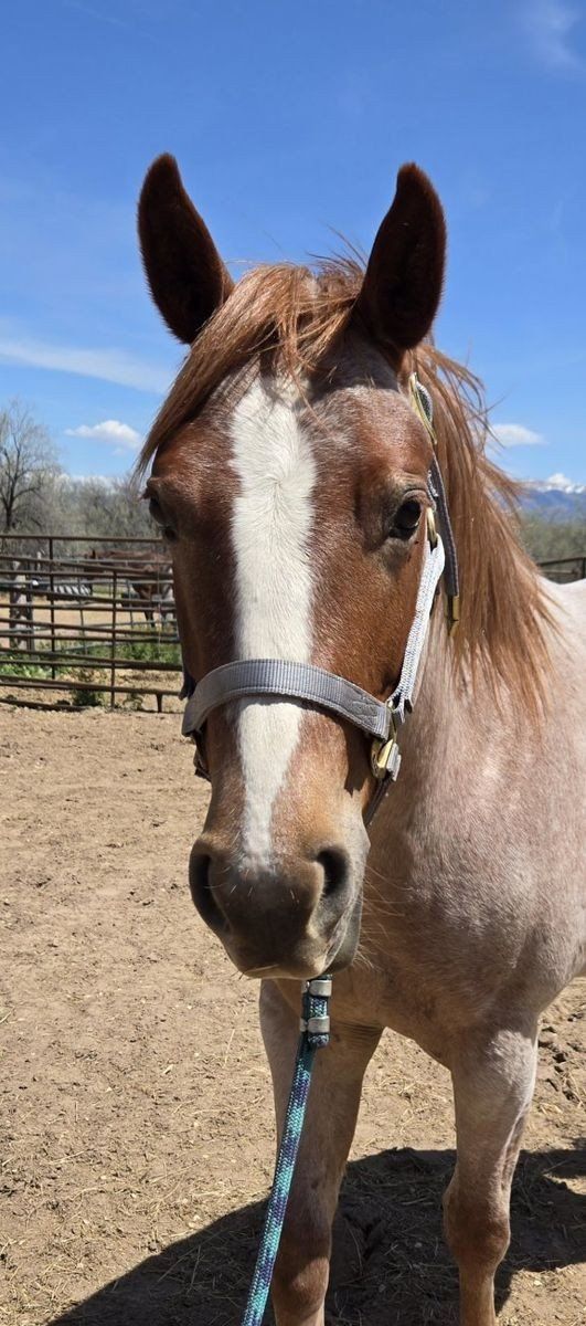 2 Year Old Red Roan filly
