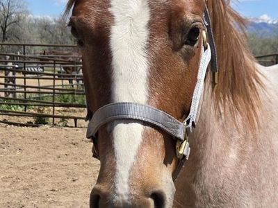 2 Year Old Red Roan filly