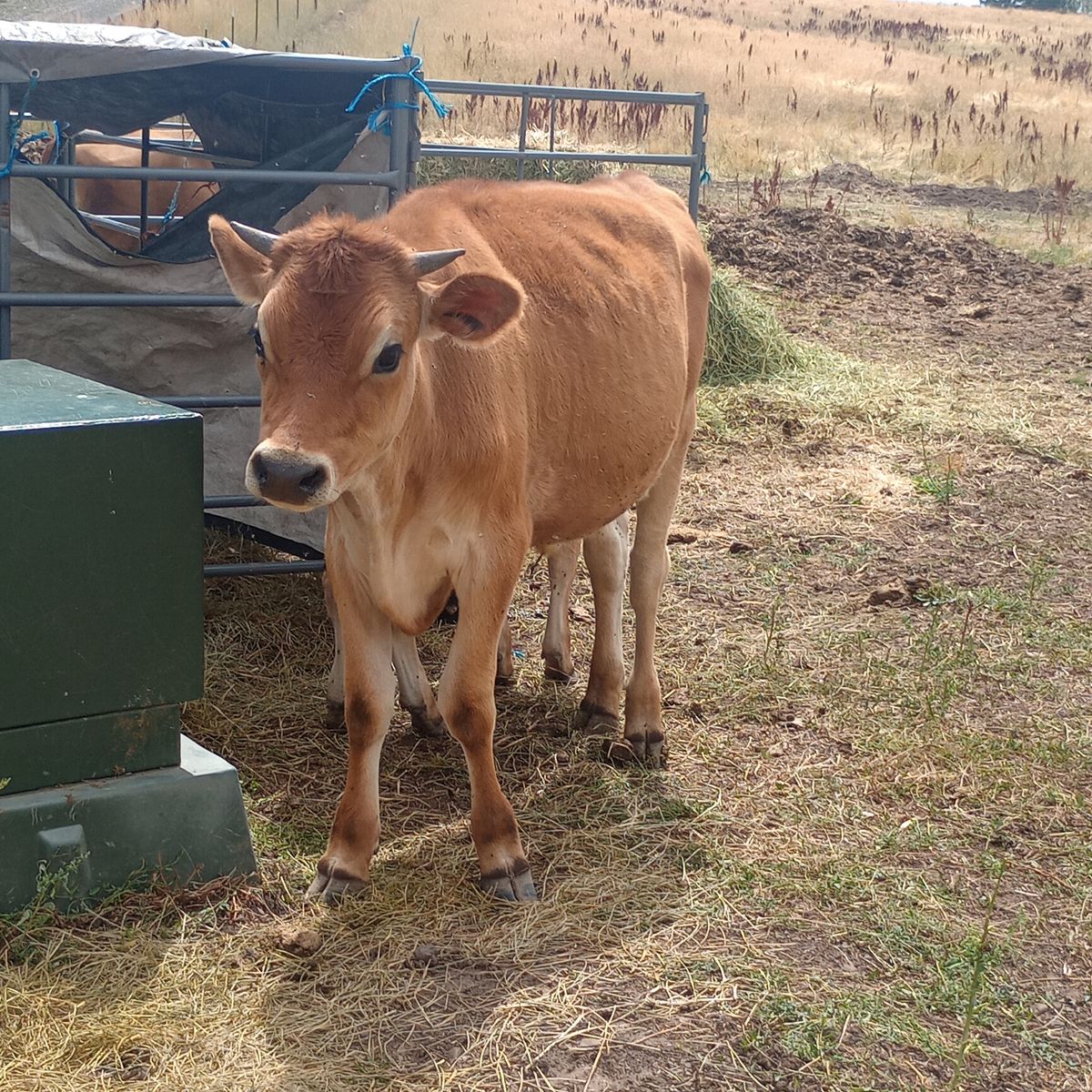 Year old jersey steer