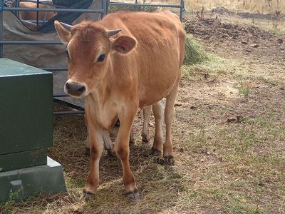 Year old jersey steer