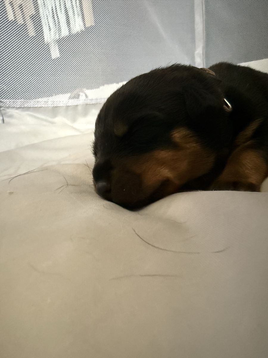 AKC German Rottweiler puppies