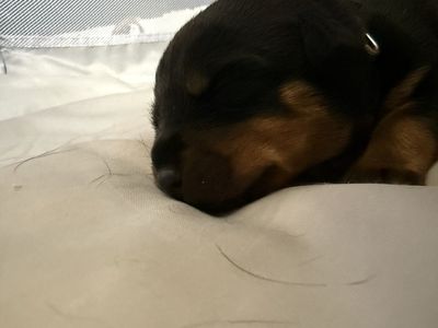 AKC German Rottweiler puppies