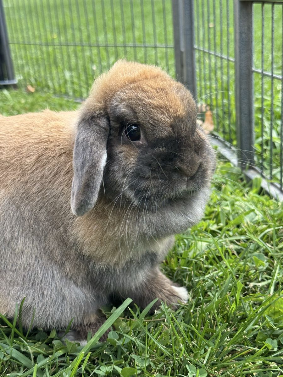 Holland Lop Bunnies for Sale - Friendly & Playful Pets