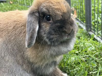 Holland Lop Bunnies for Sale - Friendly & Playful Pets