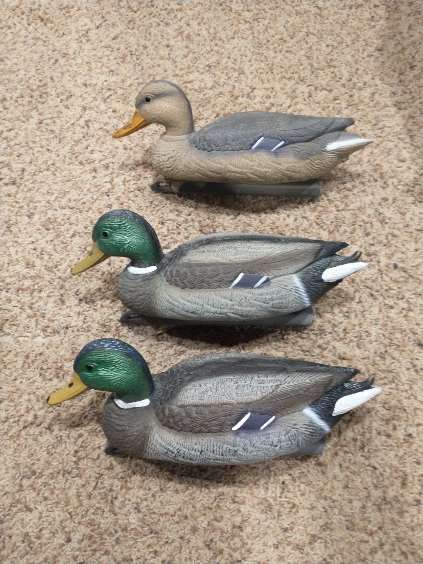 3 plastic Mallard duck decoys