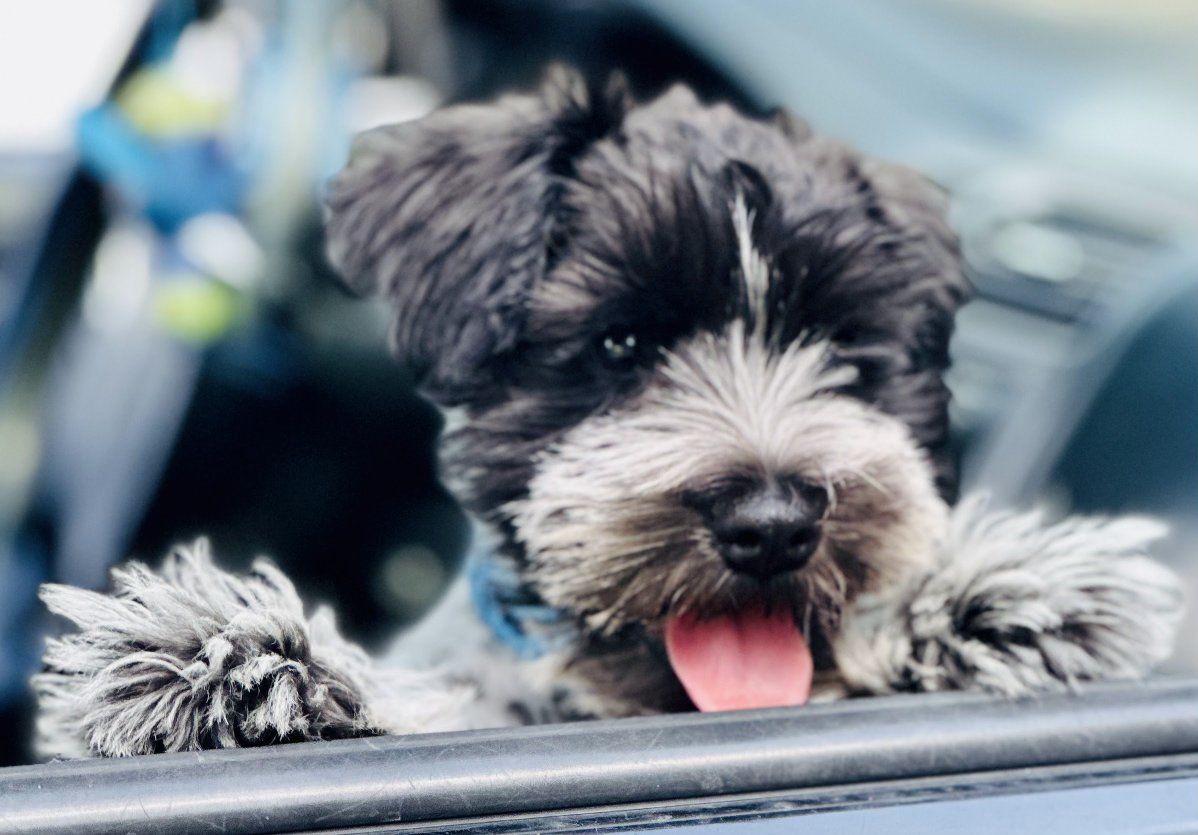 AKC miniature schnauzer stud