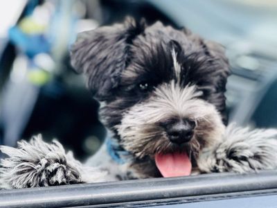 AKC miniature schnauzer stud