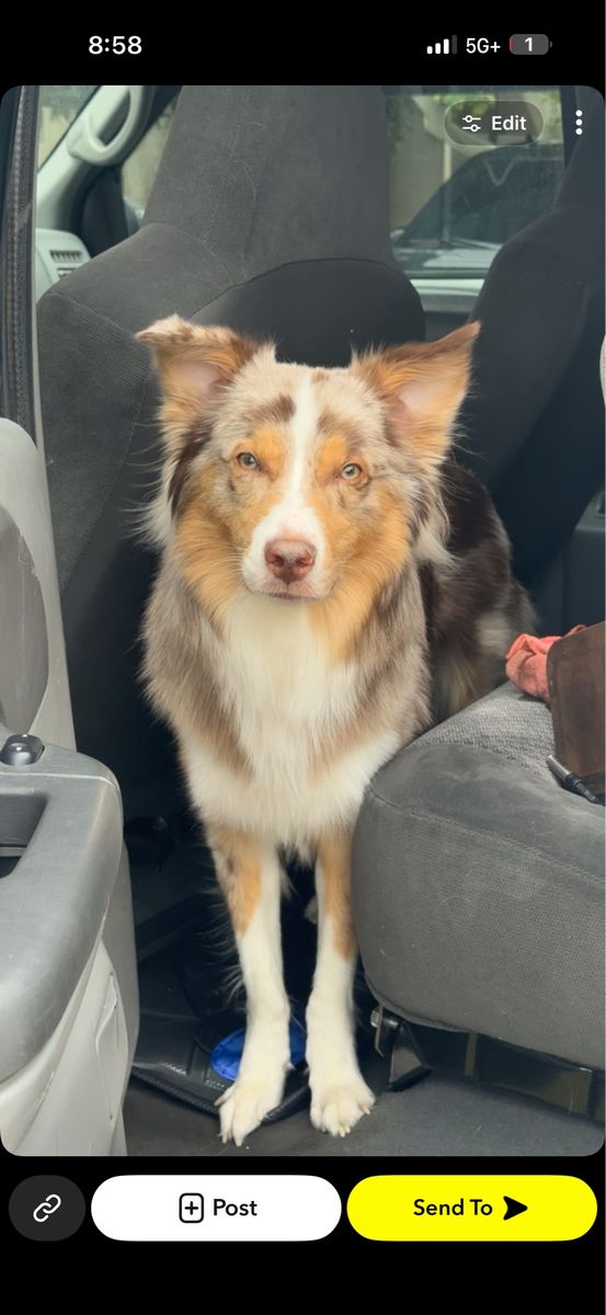 Australian Shepherd