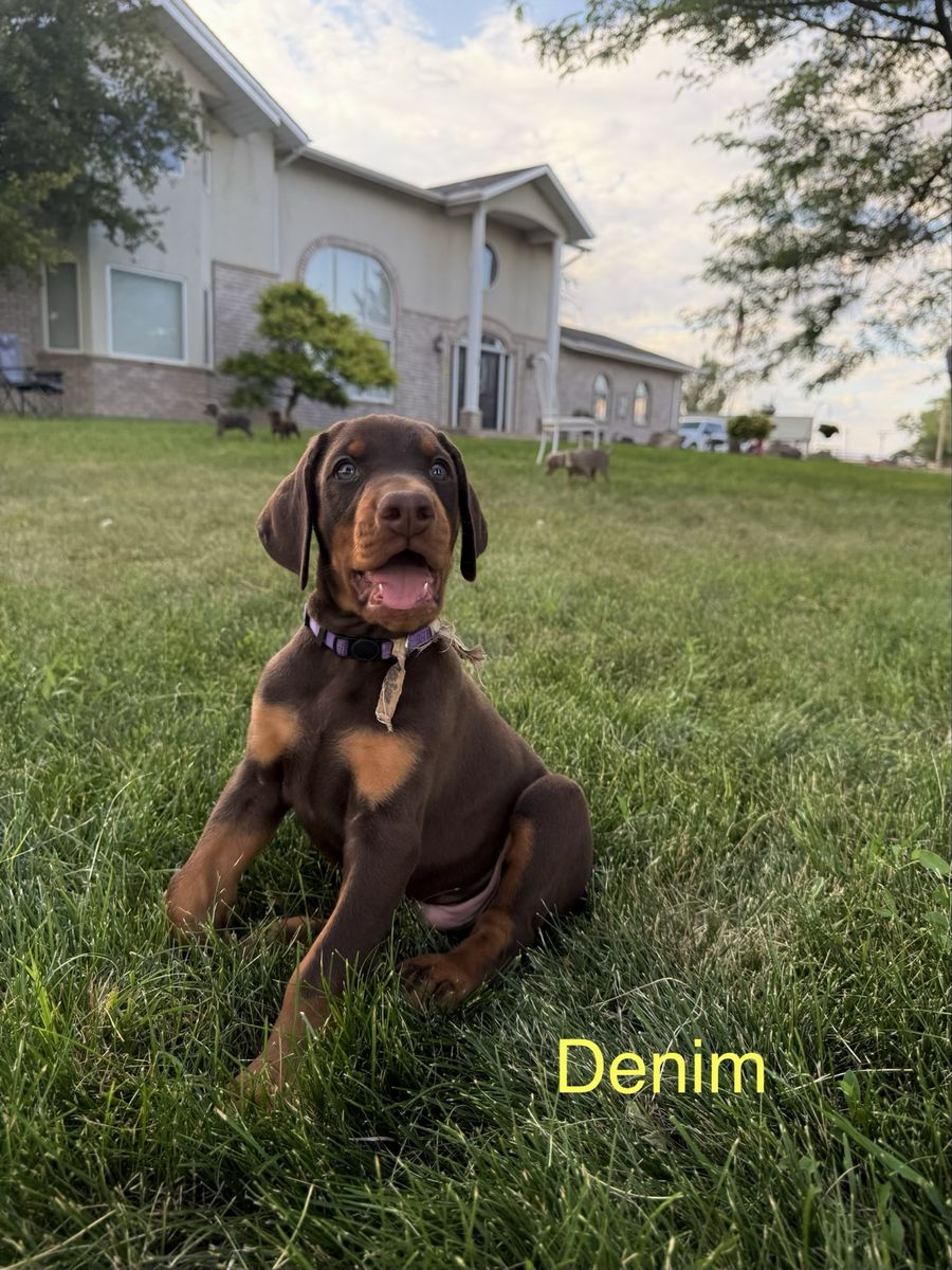 Doberman AKC Registered Puppy Male