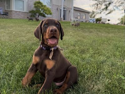 Doberman AKC Registered Puppy Male