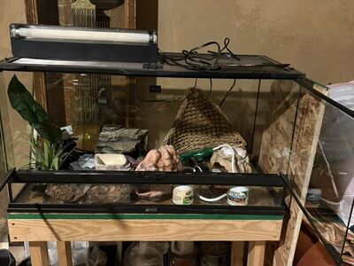 Leopard Gecko Setup