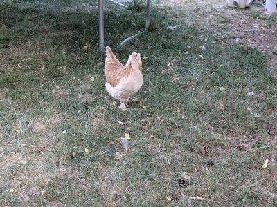 3 laying hens and coop