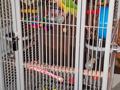 Bird Cages