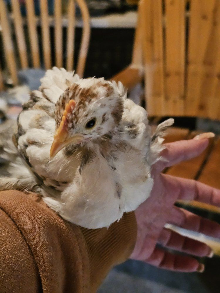 Main image 3