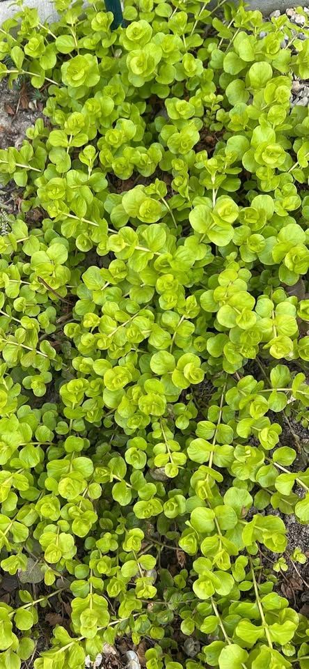 GROUND COVER 4 TYPES 5 in SQUARES FOR $5