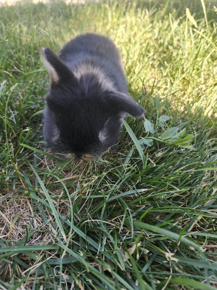 Dwarf Holland Lops