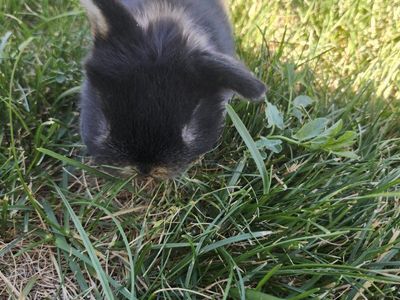 Dwarf Holland Lops