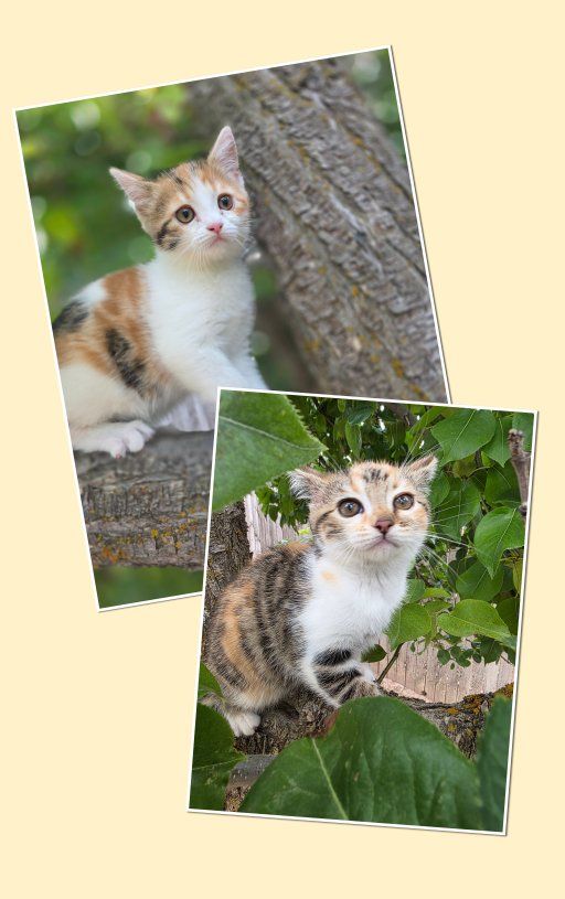 Persian/ Bengal kittens (3 m.o.)