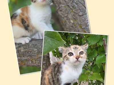Persian/ Bengal kittens (3 m.o.)