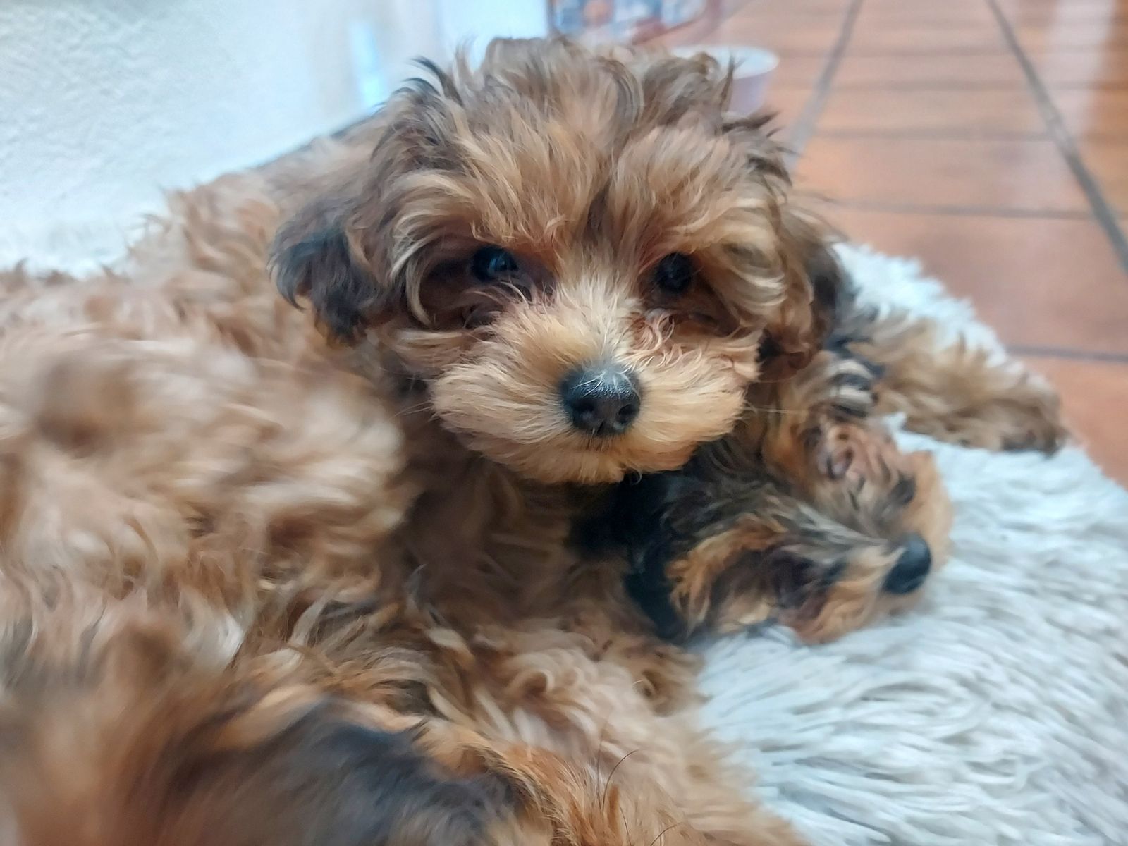 Main image 5