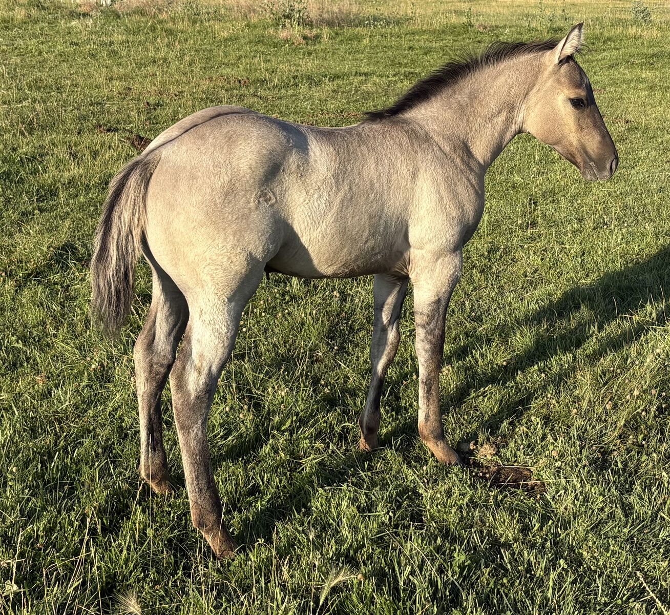 2025 AQHA Grullo stud colt