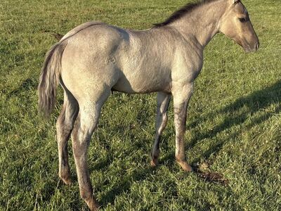 2025 AQHA Grullo stud colt