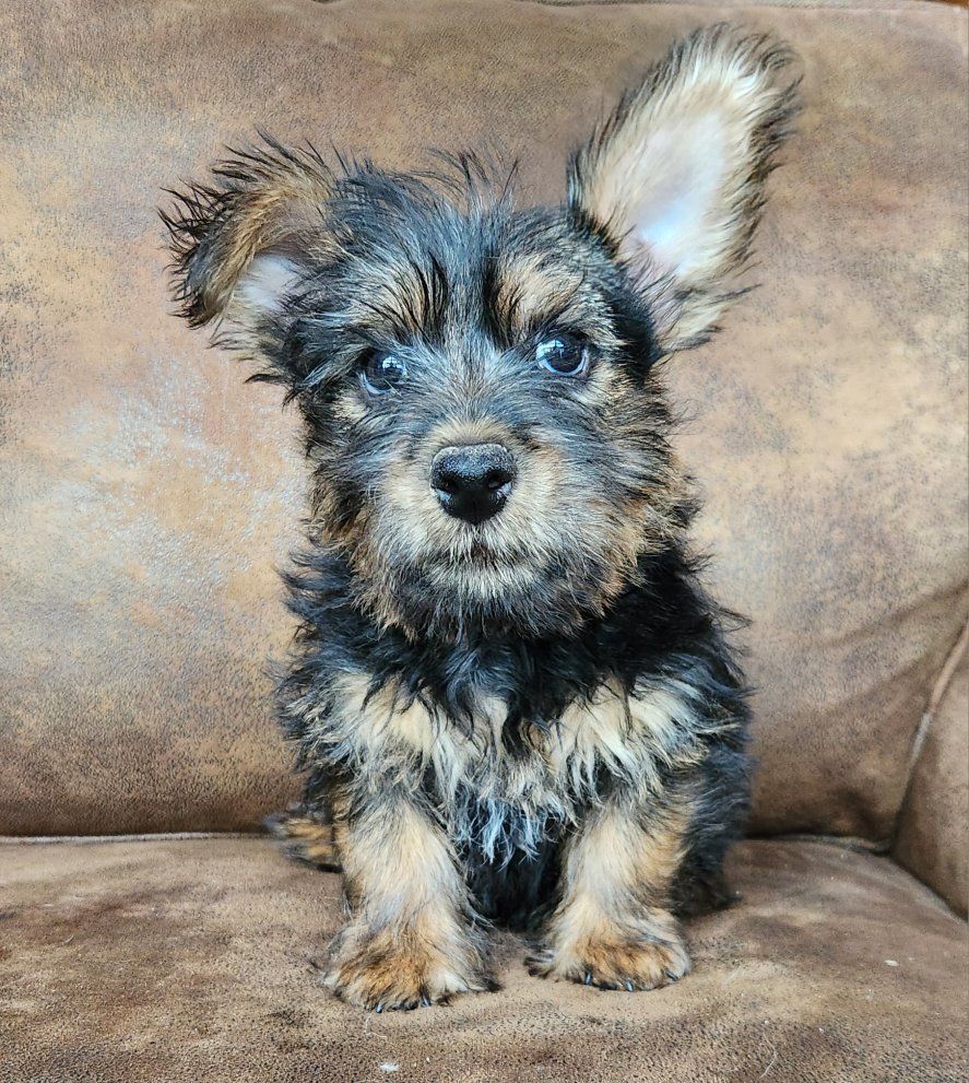 AKC Norwich Terrier - Champion parents