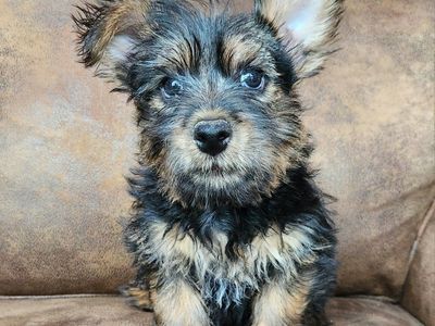 AKC Norwich Terrier - Champion parents