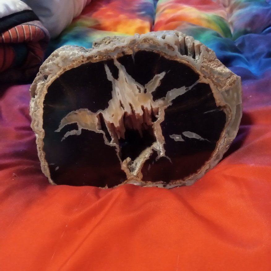 Petrified wood 