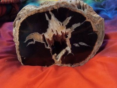 Petrified wood