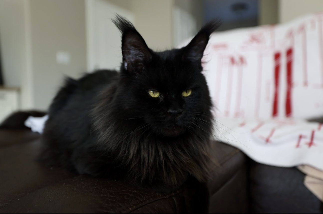 Maine Coon