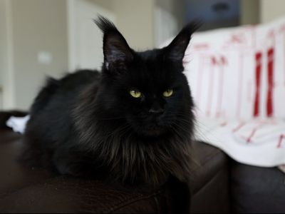 Maine Coon