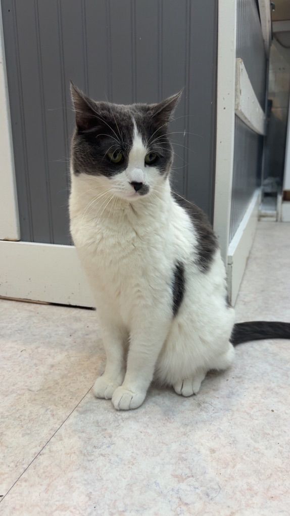 Free cat in need of a home