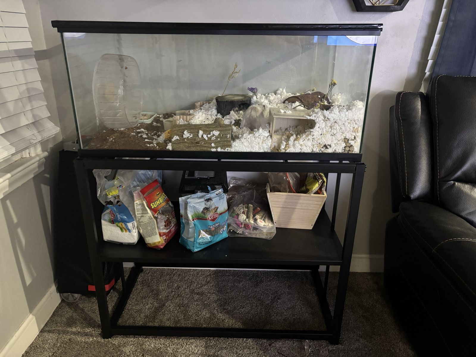 Hamster and full setup: $225