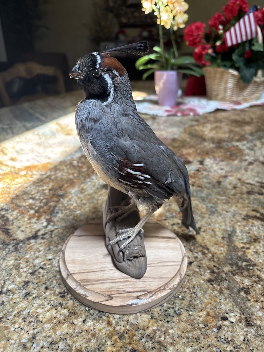 Lifelike California Quail Taxidermy Mount with Wooden Base - Detailed & Realistic Decor